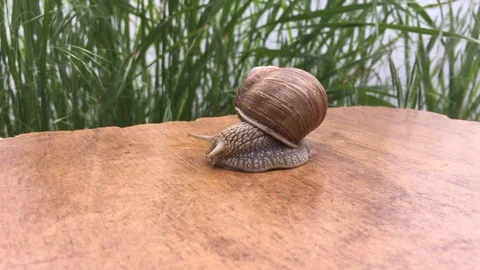 Large snail crawling forward Stock Footage 112764270