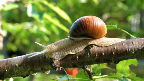A large snail crawling on a tree branch. Stockbeeldmateriaal 98744547