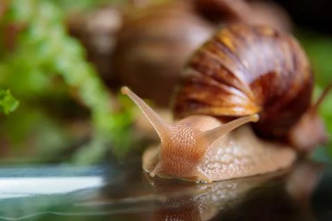 A large snail crawls across the glass table, wiggling its antennae. Stock Photos