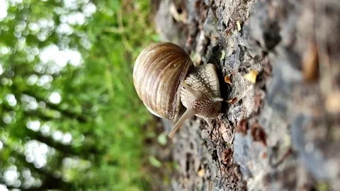 A large snail crawls along a path in a green, summer, wet forest. Stock Footage 239905821