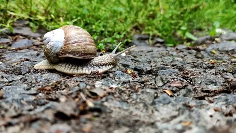 A large snail crawls along a path in a green, summer, wet forest. Stock Footage 239905919
