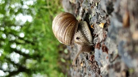 A large snail crawls along a path in a green, summer, wet forest. Stock Footage 239905970