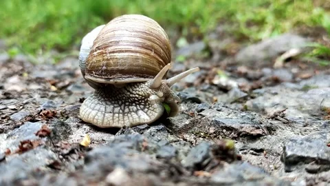 A large snail crawls along a path in a green, summer, wet forest. Video stock 239905971