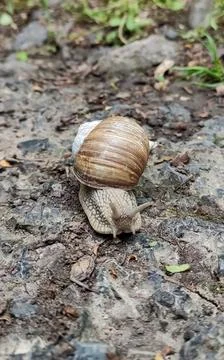 A large snail crawls along a path in a green, summer, wet forest. Stock Photos