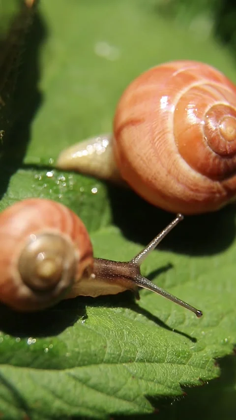 A large snail crawls on a leaf, and a small snail crawls behind it. ASMR Stock Footage 244181571