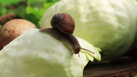 A large snail crawls in products Stock Footage 188232679
