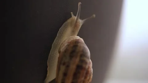 Large snail crawls slowly along a surface. Close-up. Stock Footage 241775261