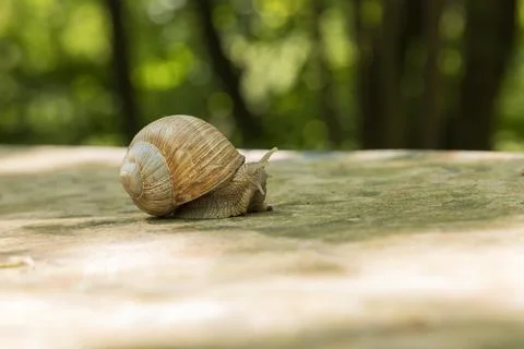 A large snail crawls through the spring landscape. It has a shell and stick.. Foto stock
