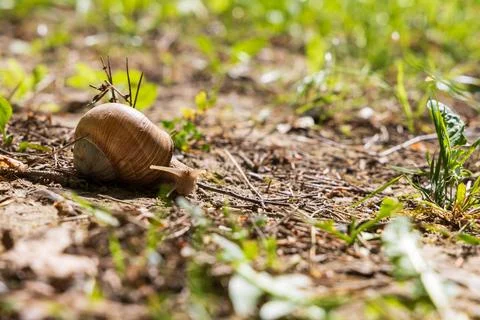 A large snail crawls through the spring landscape. It has a shell and stick.. Foto stock