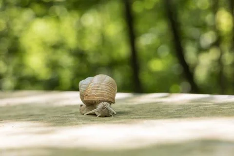 A large snail crawls through the spring landscape. It has a shell and stick.. Foto stock