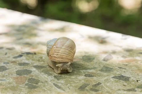 A large snail crawls through the spring landscape. It has a shell and stick.. Stock Photos