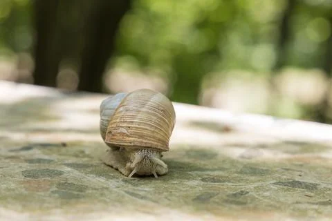 A large snail crawls through the spring landscape. It has a shell and stick.. Stock Photos