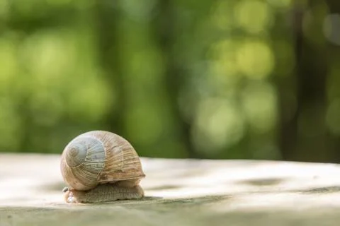 A large snail crawls through the spring landscape. It has a shell and stick.. Stock Photos