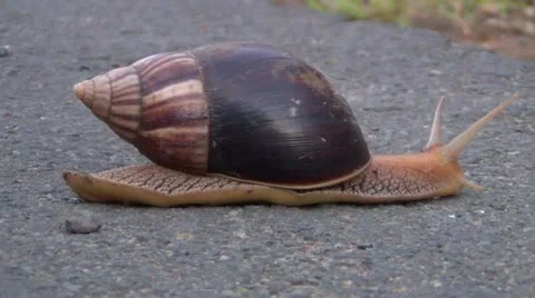 Large snail crossing road Stock Footage 11142654