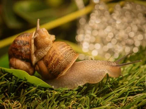Large snail is dragging another snail Stock Photos