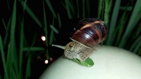 A large snail feeds. Stock Footage 153370162