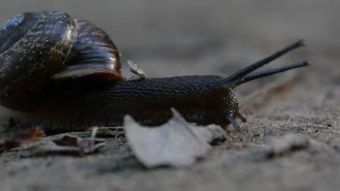 A large snail in the forest. Close-up. Vidéo 201303335