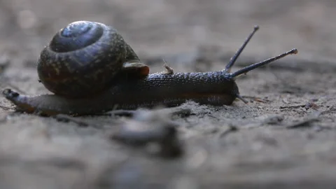 A large snail in the forest. Close-up. 스톡 동영상 201303338