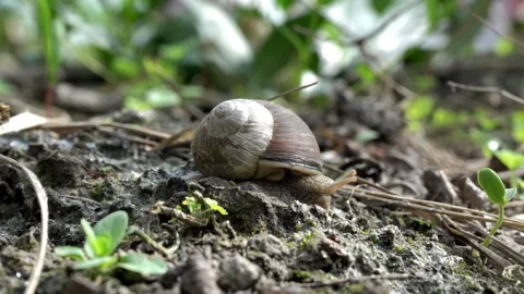 Large snail in the grass, summer day in the garden. Stock Footage 308595472