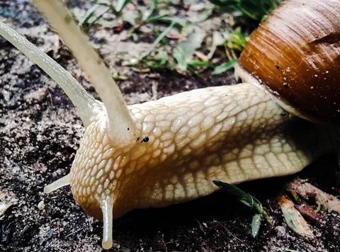 A large snail with large pulled horns crawls on the grass Stock Photos