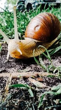 A large snail with large pulled horns crawls on the grass Stock Photos