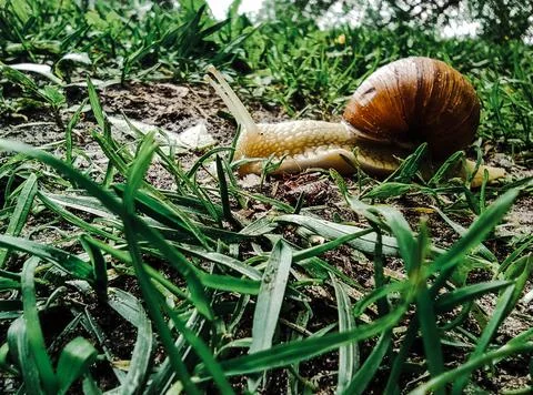 A large snail with large pulled horns crawls on the grass Stock Photos