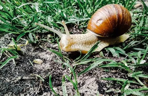 A large snail with large pulled horns crawls on the grass Stock Photos