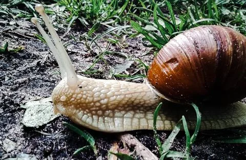 A large snail with large pulled horns crawls on the grass Stock Photos