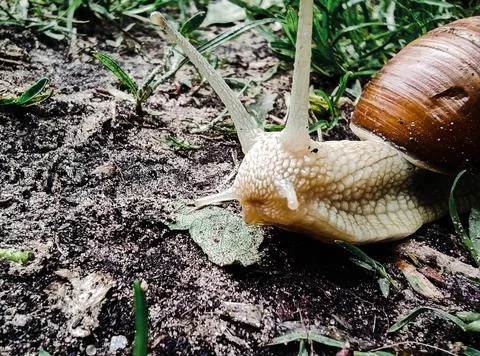 A large snail with large pulled horns crawls on the grass Stock Photos