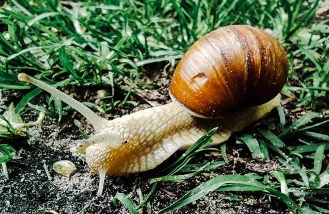 A large snail with large pulled horns crawls on the grass Stock Photos