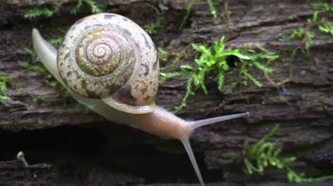 Large snail on a log in forest nature Vidéo 63310331