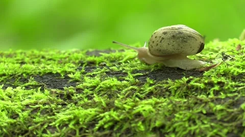 Large snail on a log in forest nature Video stock 63310403