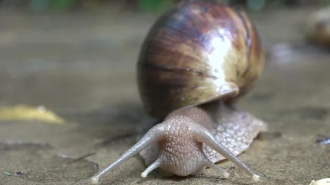 Large snail moves slowly over a surface in a garden setting during daylight Video stock 340388135