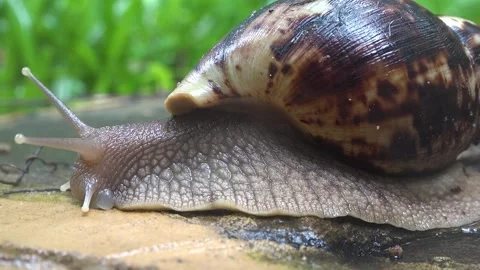 Large snail moves slowly over a surface in a garden setting during daylight Video stock 340388137