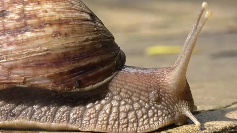 Large snail moves slowly over a surface in a garden setting during daylight Video stock 340388138
