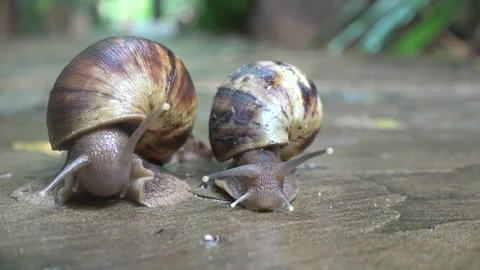 Large snail moves slowly over a surface in a garden setting during daylight Video stock 340388141