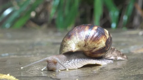 Large snail moves slowly over a surface in a garden setting during daylight Video stock 340388151
