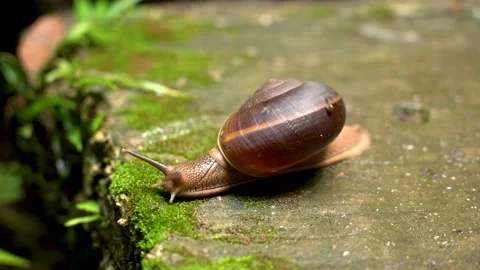 A large snail or mollusk walking - Animal 4K. Stock Footage 148277736