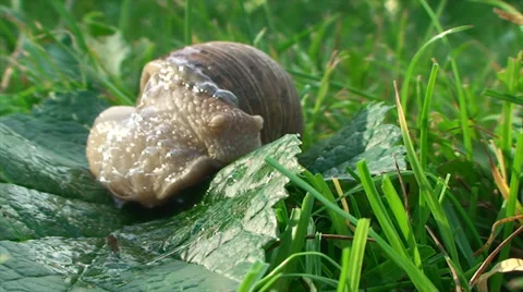 Large snail quickly turns around and crawling on the grass in the garden in Sunn Vídeos de archivo 39864078