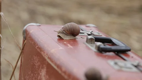 A large snail on a red suitcase in a summer field with millet Stock Footage 95048648