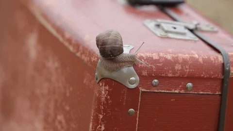 A large snail on a red suitcase in a summer field with millet Stock Footage 95048673