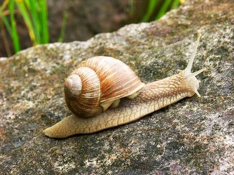 A large snail is on a rock Stock Photos