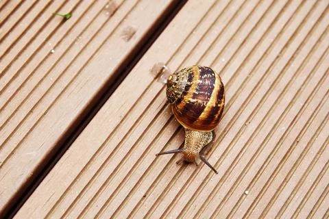 A large snail with a round shell crawls along a rough road Stock Photos