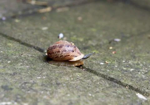 A large snail in shell crawling on a stone slab Stock Photos