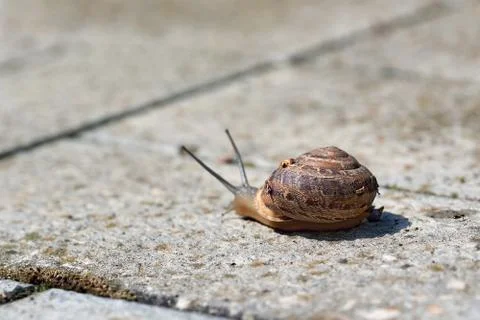 Large snail with a shell crawling on the stone floor Stock Photos
