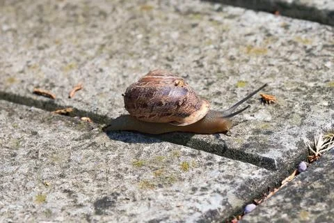 A large snail with a shell crawling on a stone slab Stock Photos