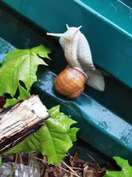 A large snail in a shell crawls along a metal fence. Stock Photos