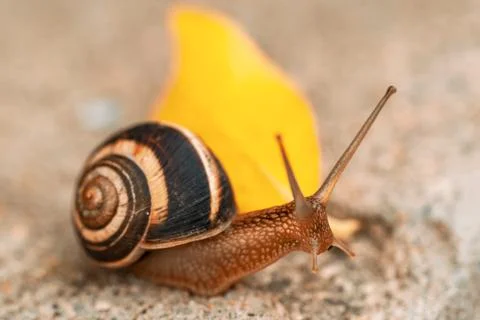 A large snail in a shell crawls on the grass, autumn day in the garden. Stock Photos