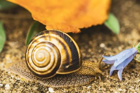 A large snail in a shell crawls on the grass, autumn day in the garden. Stock Photos