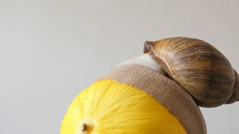 Large snail shell on melon close up Видео 92448096